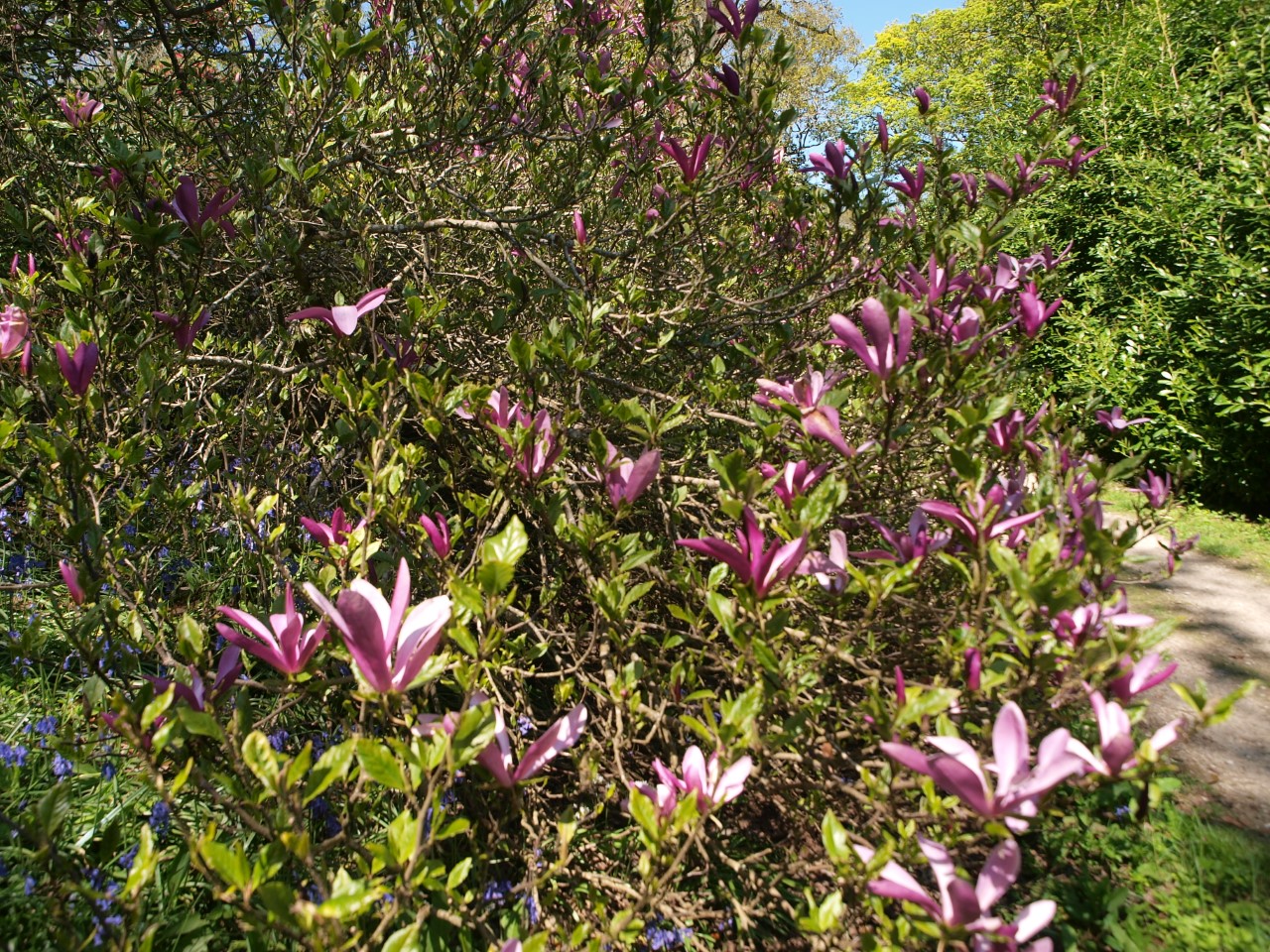 magnolia ann